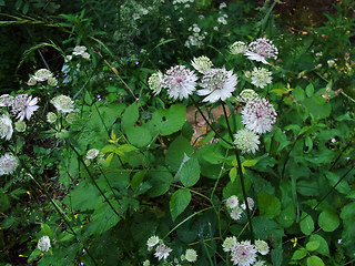 Astrantia major