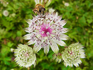 Astrantia major