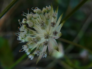 Astrantia minor