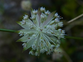 Astrantia minor