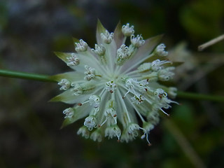 Astrantia minor