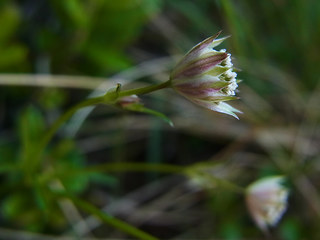 Astrantia minor