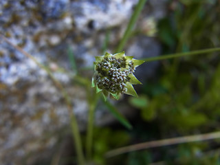 Astrantia minor