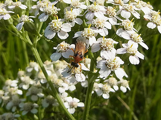 Athalia rosae