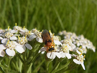 Athalia rosae