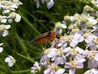 Athalia rosae