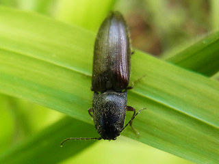 Athous haemorrhoidalis