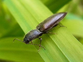 Athous haemorrhoidalis