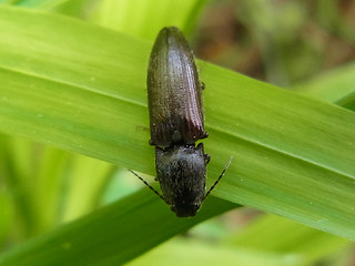 Athous haemorrhoidalis