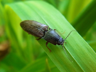 Athous haemorrhoidalis