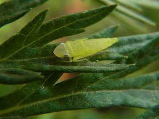 Auchenorrhyncha sp.