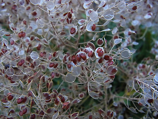 Aurinia saxatilis
