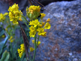 Aurinia saxatilis