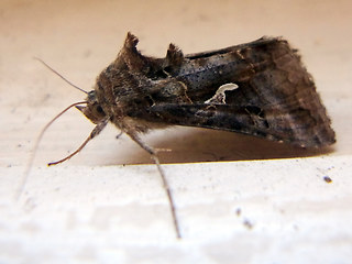 Autographa gamma