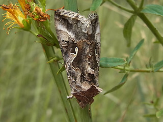 Autographa gamma