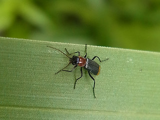 Axinotarsus ruficollis
