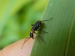 Axinotarsus ruficollis