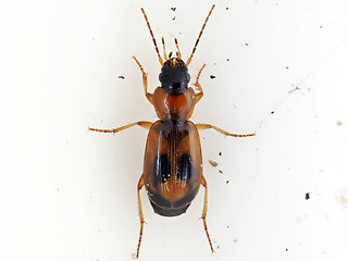 Badister bullatus