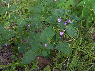 Ballota nigra