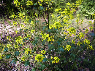 Barbarea vulgaris