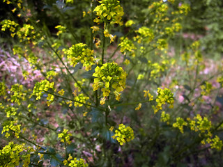 Barbarea vulgaris