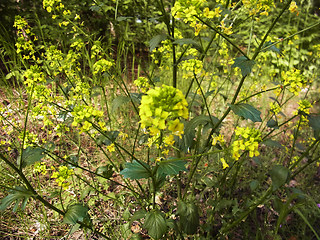 Barbarea vulgaris