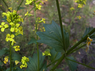 Barbarea vulgaris