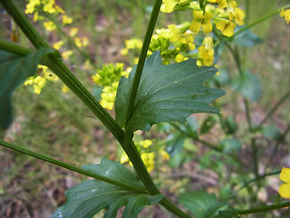 Barbarea vulgaris