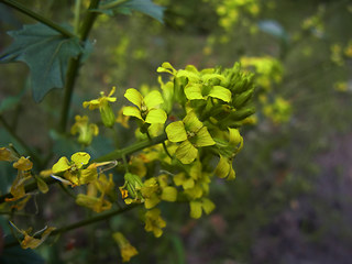 Barbarea vulgaris