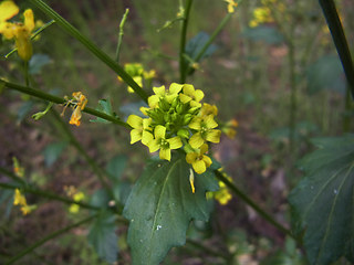 Barbarea vulgaris