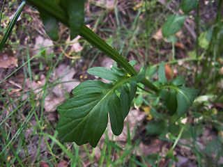 Barbarea vulgaris