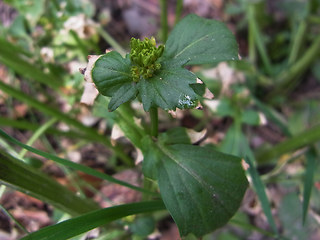 Barbarea vulgaris