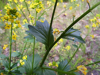 Barbarea vulgaris