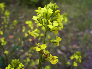 Barbarea vulgaris