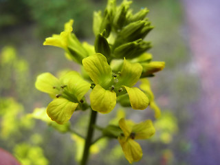 Barbarea vulgaris