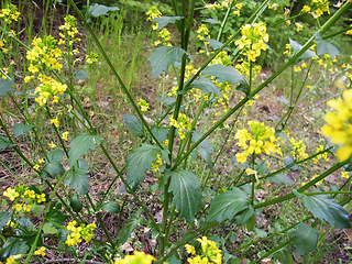 Barbarea vulgaris