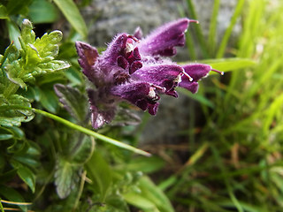 Bartsia alpina