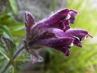 Bartsia alpina