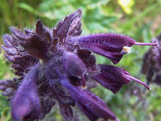 Bartsia alpina