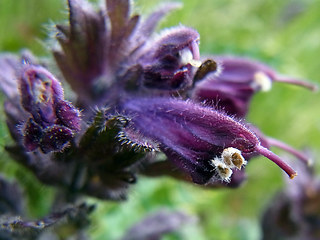 Bartsia alpina