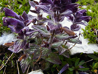 Bartsia alpina