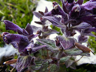 Bartsia alpina