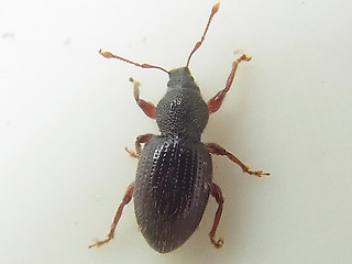 Barypeithes pellucidus