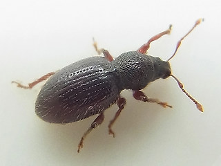 Barypeithes pellucidus