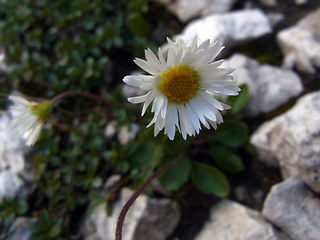 Bellidiastrum michelii