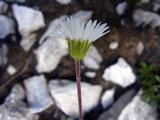 Bellidiastrum michelii