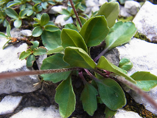 Bellidiastrum michelii