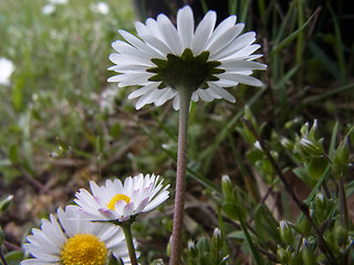 Bellis perennis