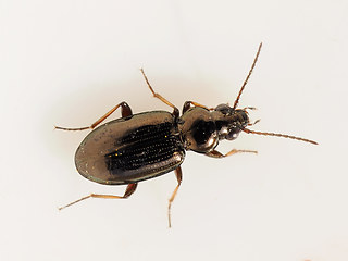 Bembidion lampros