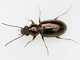 Bembidion properans